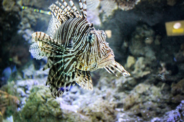 Red lionfish - Beautiful and dangerous animals. 