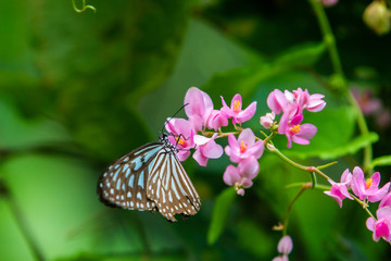 Tirumala septentrionis, the dark blue tiger butterfly