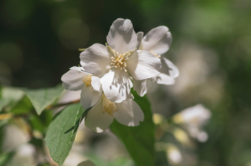 Philadelphus coronarius sweet mock-orange white flowers in bloom on shrub branches, flowering English dogwood ornamental plant