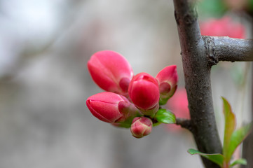 Ornamental flowering shrub Chaenomeles japonica cultivar superba with beautiful light pink petals and yellow center