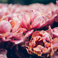 Flowerbeds of blossoming tulips