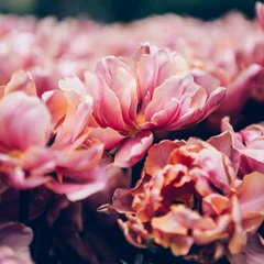 Fotobehang Flowerbeds of blossoming tulips © manuta