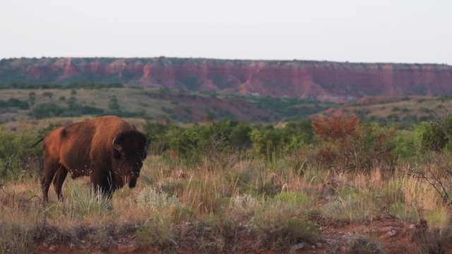 Slow Motion Bison in a Canyon in Texas