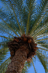 From below looking up at textured palm tree trunk with green fronds against blue sky