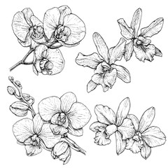 Hand drawn set with orchid flowers. Black and white vector illustration isolated on white