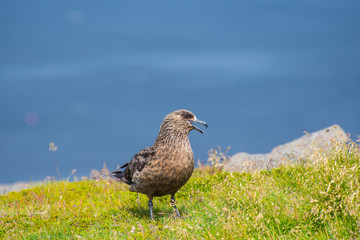 Obraz premium The great skua bird sitting on grass on Ingolfshofdi cape in Iceland
