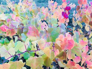 Grapevines leaves in autumn 