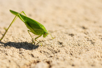 macro fotografía de saltamontes verde