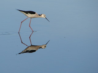 Black-winged Stilt (Himantopus himantopus)