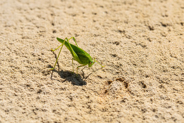 macro fotografía de saltamontes verde