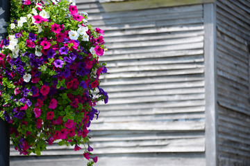 colorful flowers in flowerpot hanging on wall