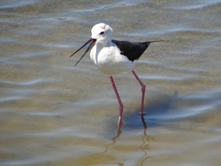 Black-winged Stilt (Himantopus himantopus)