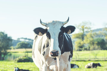 vacas lecheras en el campo