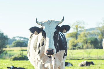 vacas lecheras en el campo