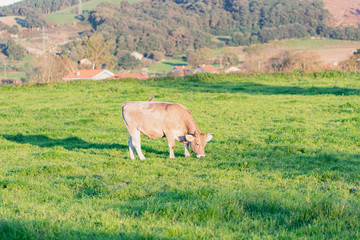 vacas lecheras en el campo