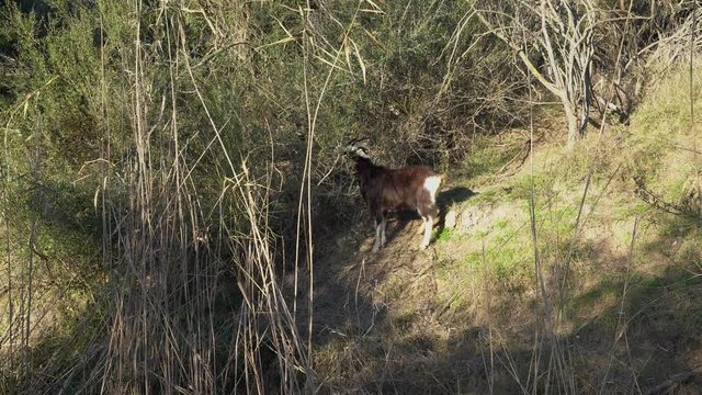 black goat eats grass on a hillside on a sunny day