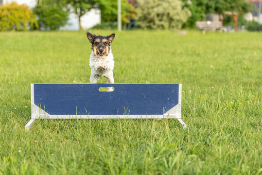 Cute Small Jack Russell Terrier dog is jumping fast over a hurdle. Dog is holding a dumbbells in the catch