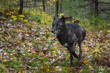 Black Phase Grey Wolf (Canis lupus) Runs Forward in Autumn Woods