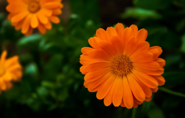 orange flower in the garden