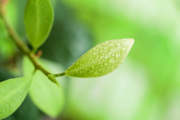 Tree branch with young bright green leaves, the concept of spring and everything young and new, spring background, copy space