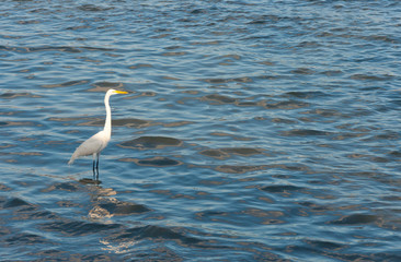 egret in water