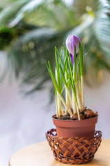 Fresh purple crocus in a wicker basket on background with green leaves, the concept of spring
