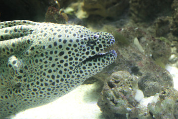 Naklejka na ściany i meble Muraena pavonina is a species of large eels