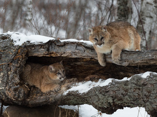 Female Cougars (Puma concolor) Hang Out In and On Log Winter