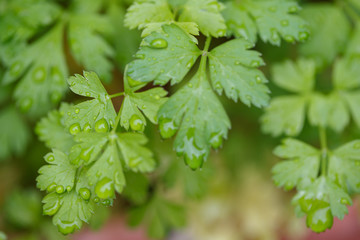 parsley leaves (Petroselinum crispum) after rain in garden