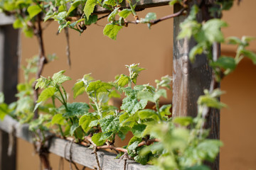 Obraz premium young grape branches with leaves (Vitis vinifera) tied to wooden espalier in the early spring in the sunshine