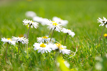 tiny daisy flowers (Bellis perennis) reaching out to the sun against a green grass background © 2xwilfinger