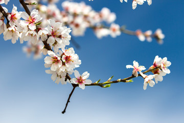 blossoming almond tree branch (Prunus dulcis) in the bright blue sky