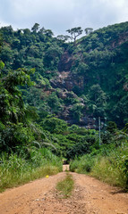 Togo jungle