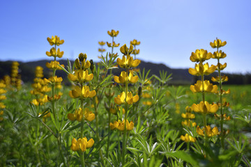 Close up of yellow Lupinus in Wanli