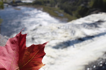 Ahornblatt Kanada Herbst