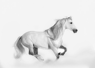 Naklejka na ściany i meble Beautiful andalusian stallion. Shot in high key style