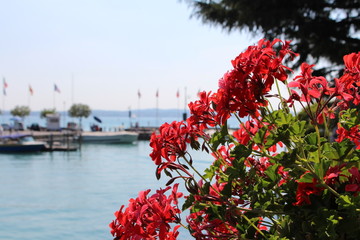 Blumen Gardasee Sommer