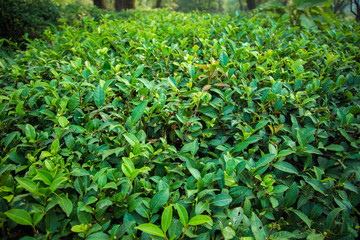 Tea Leaves in The Tea Plantations  in India