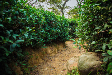 Tea Leaves in The Tea Plantations  in India