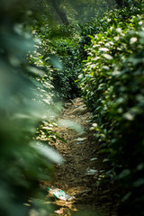 Fototapeta premium Tea Leaves in The Tea Plantations in India
