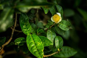 Tea flower, Flowering tea