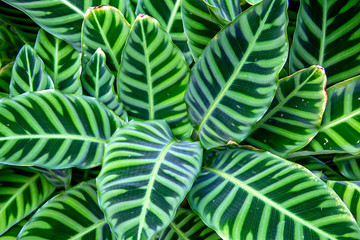 Closeup of a green plant in a garden