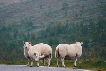 Sheep on Mountainside