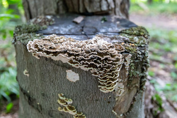 Fototapeta na wymiar Saprophytic fungi, Coriolus versicolor, on a dead tree trunk