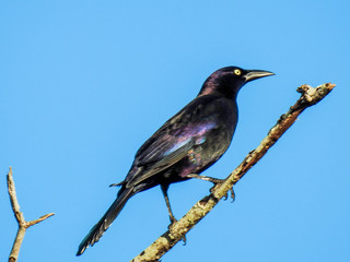 Common grackle on Merritt Island, Florida