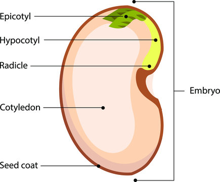 Vector illustration of a schematic presentation of a seed. Detailed seed anatomy diagram with labeled parts.