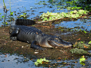 Florida Alligator