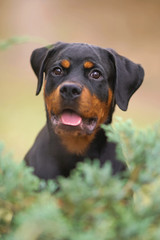 The portrait of a black and tan Rottweiler puppy posing outdoors behind green bushes