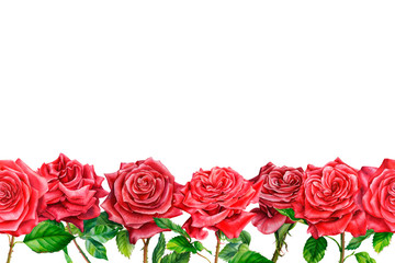 greeting card, Red roses on a white background, valentines day, watercolor clipart, botanical painting