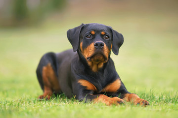 Cute black and tan Rottweiler puppy posing outdoors lying down on a green grass - obrazy, fototapety, plakaty